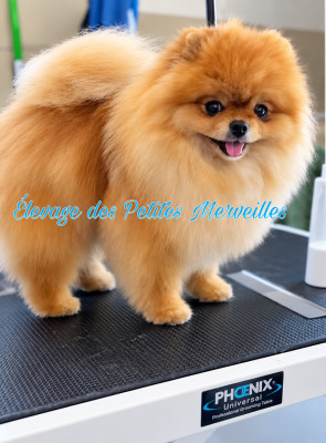 Étalon Spitz allemand - natalis luxury Taer (dit lovely)