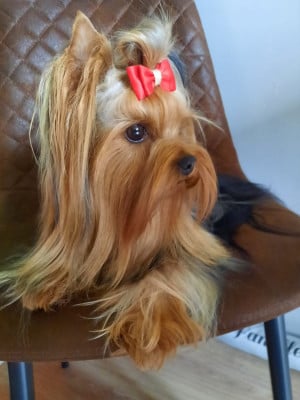 Étalon Yorkshire Terrier - Shana de l arche d or