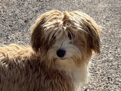 Étalon Bichon Havanais - Ario blue De La Vallée Du Petit Pré