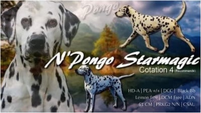 Étalon Dalmatien - N'pongo Starmagic