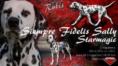Étalon Dalmatien - Siempre fidelis sally Starmagic