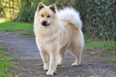 Étalon Eurasier - cerasi The great dynasty