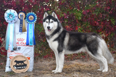 Étalon Siberian Husky - CH. Up to date de la source du Montet