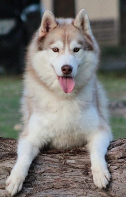 Arkouna Dream's Thor