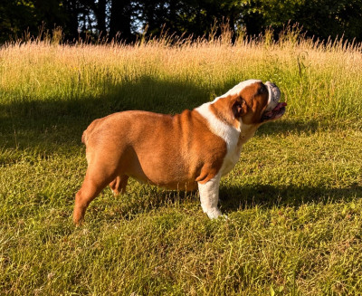 Étalon Bulldog Anglais - Aria rose de Théop's
