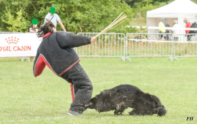 Étalon Berger Allemand Poil Long - Petit ours Du normont}