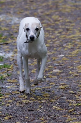 CH. Keep on Running Nights in white satin