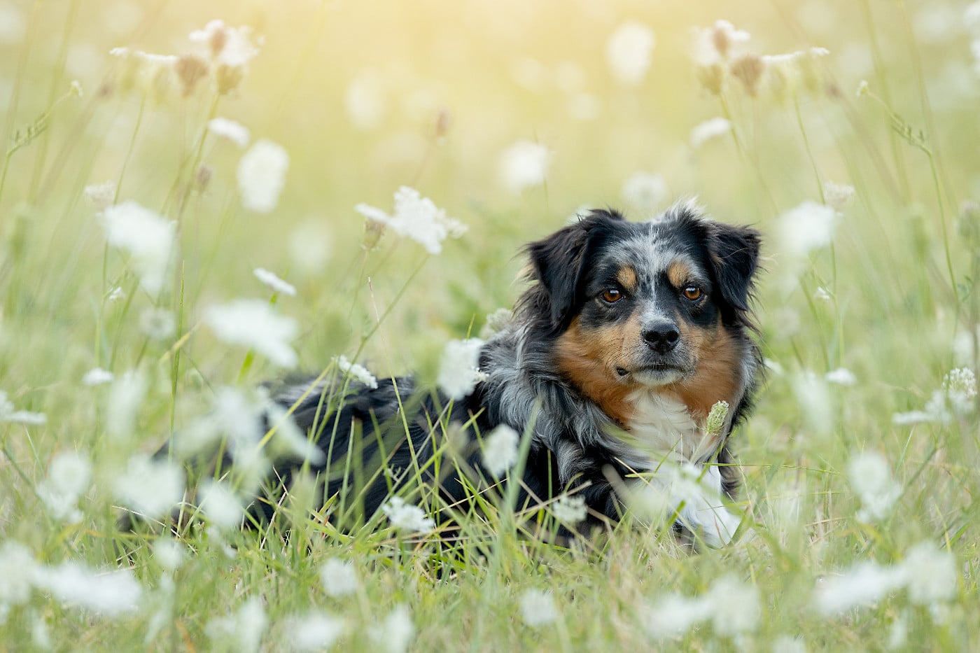 Les Berger Américain Miniature  de l'affixe   Des Bois De Nelliel