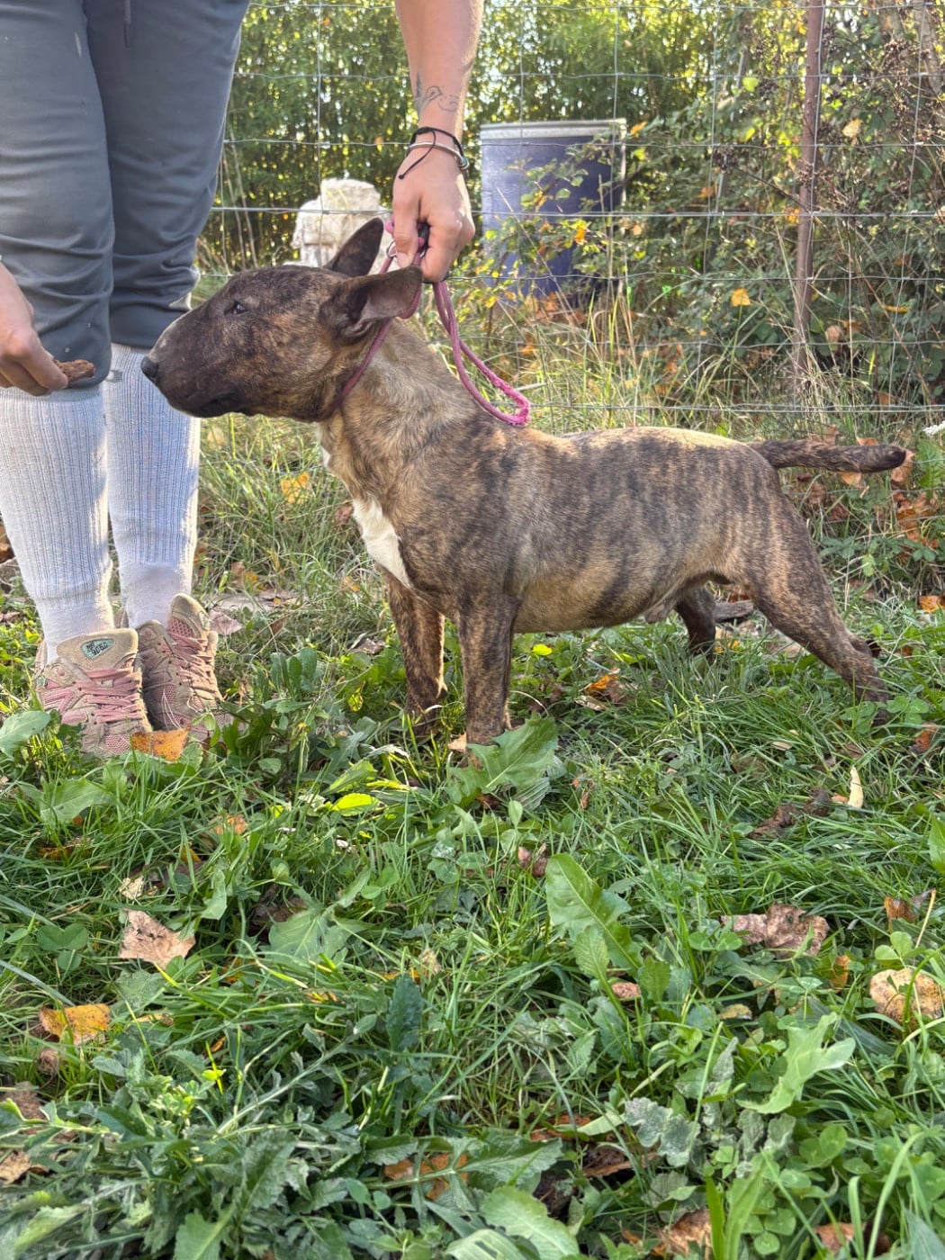 Les Bull Terrier Miniature de l'affixe   Des Minis De Ryosie