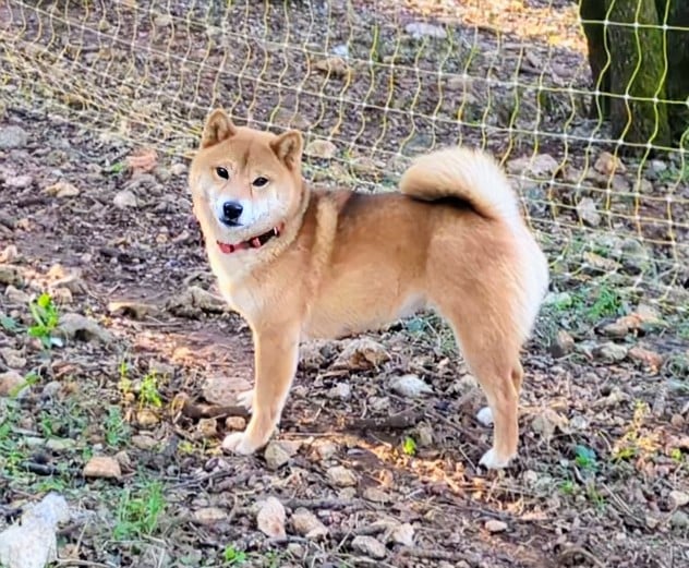 Umiko du Mas de l'Aspic