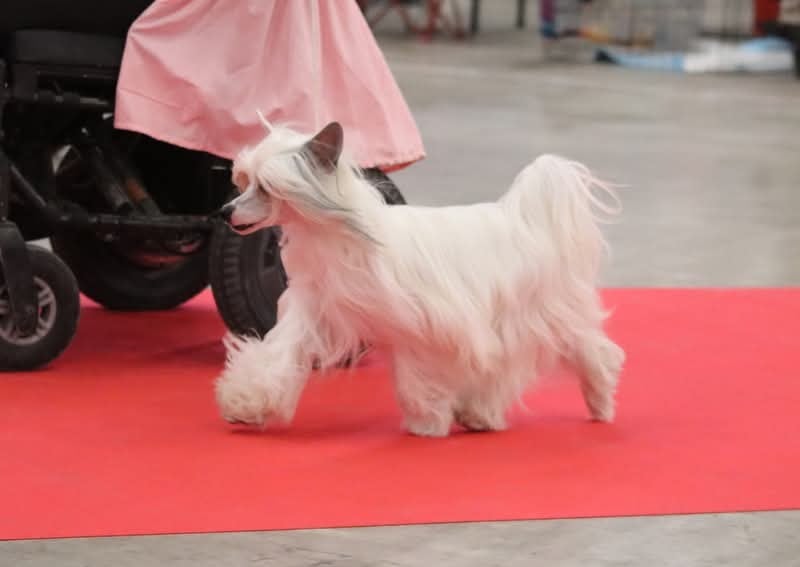 Les Chien chinois à crête de l'affixe   Moonfriend