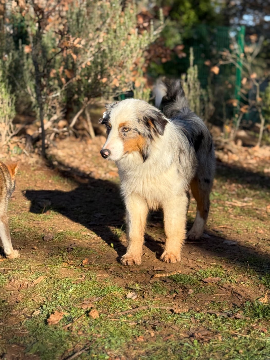 Les Berger Américain Miniature  de l'affixe   Des Renards Du Castrum