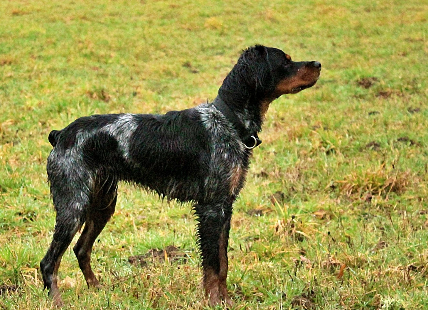 Les Epagneul Breton de l'affixe   Des Steppes Perdues