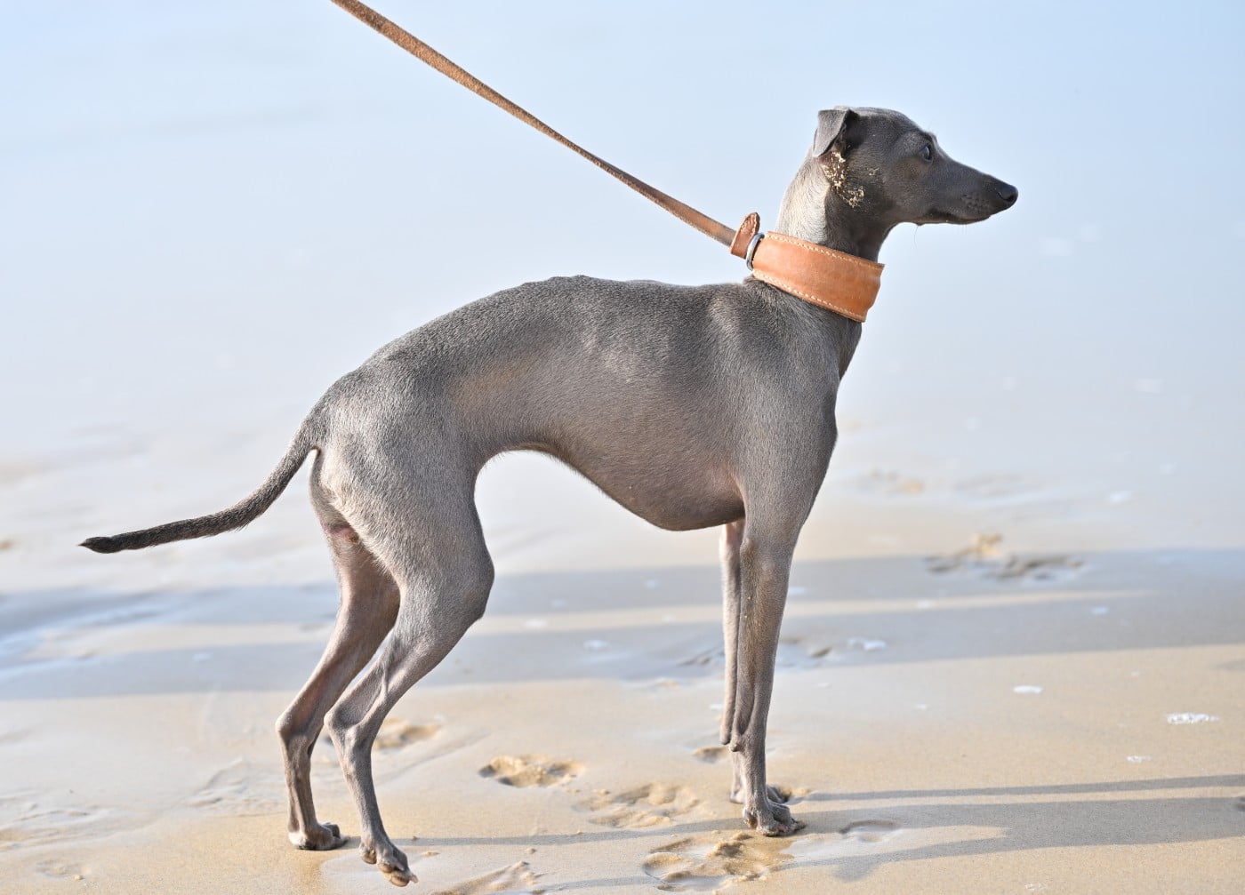 Les Petit Levrier Italien de l'affixe   Lux Elegantia