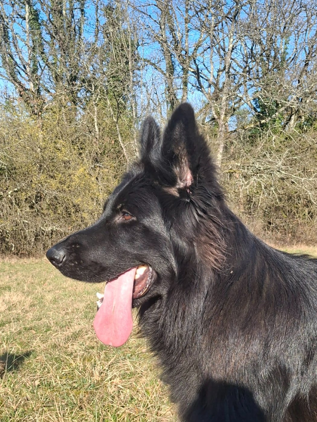 Les Berger Allemand Poil Long de l'affixe   des flammes du mal