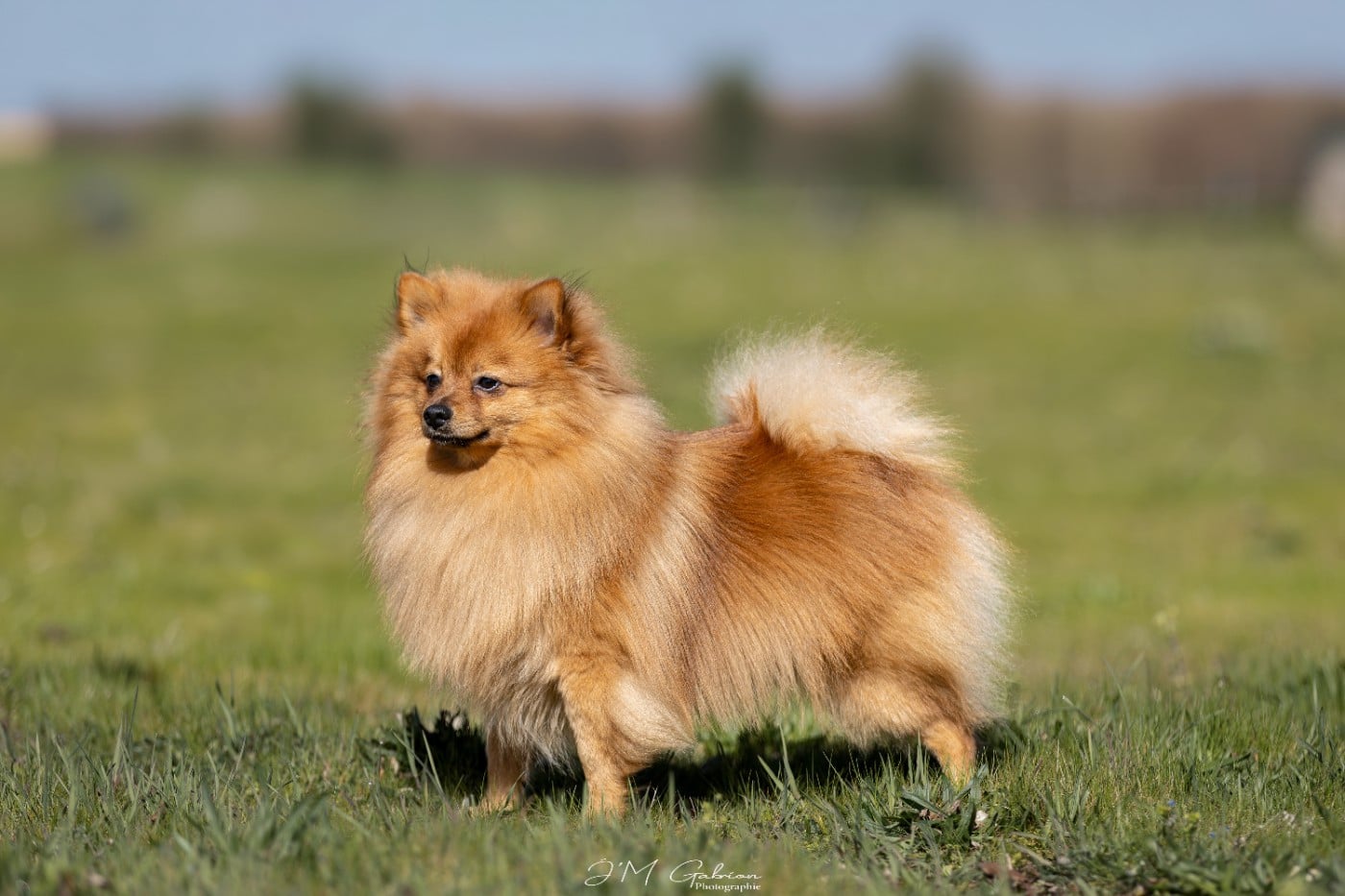 Les Volpino Italiano de l'affixe   de la petite montagne couronnée