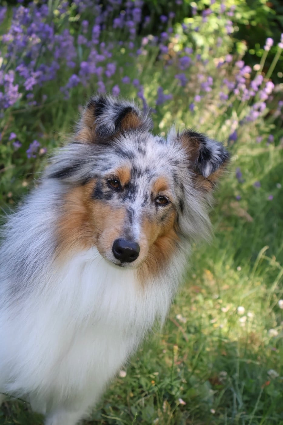 Les Shetland Sheepdog de l'affixe   Kyubi Sheperds
