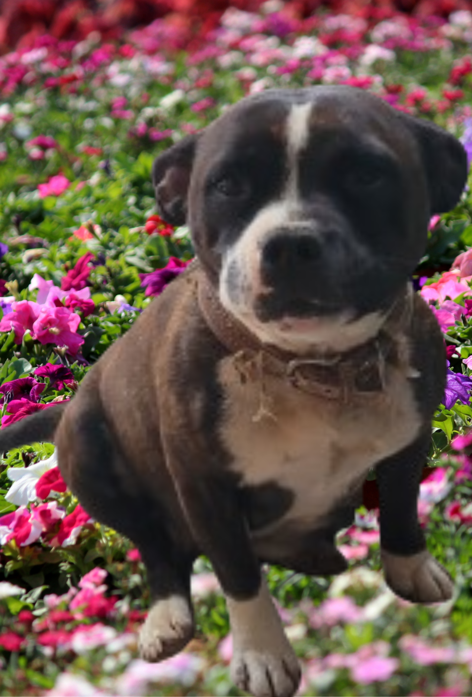 Les Staffordshire Bull Terrier de l'affixe   Des Songes D'Auré