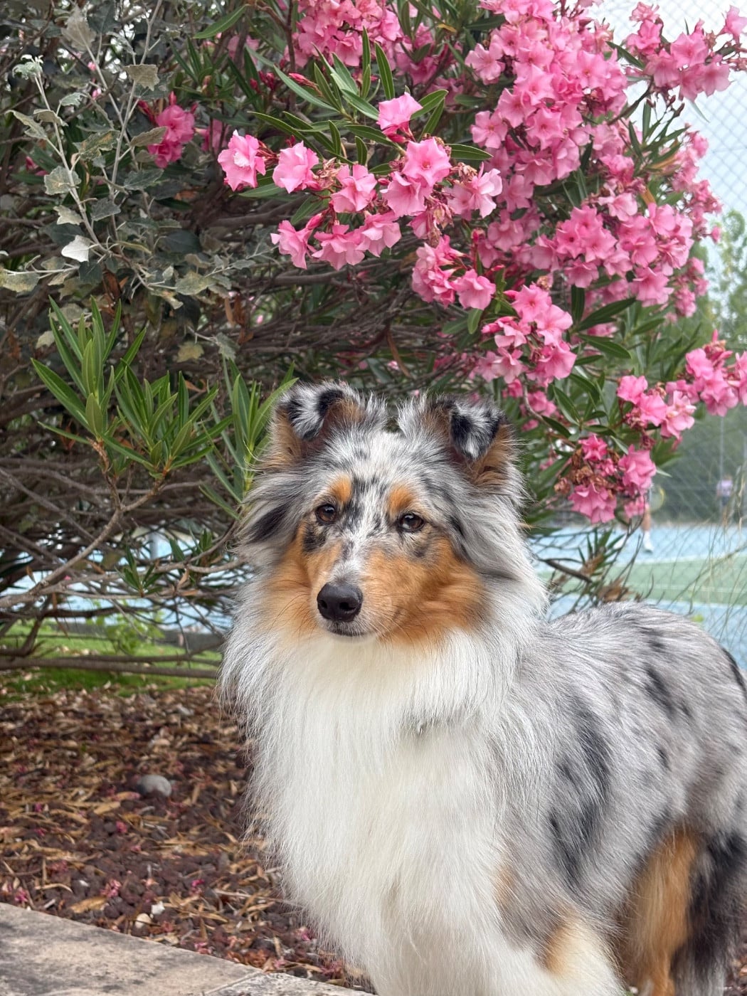 Les Shetland Sheepdog de l'affixe   Kyubi Sheperds