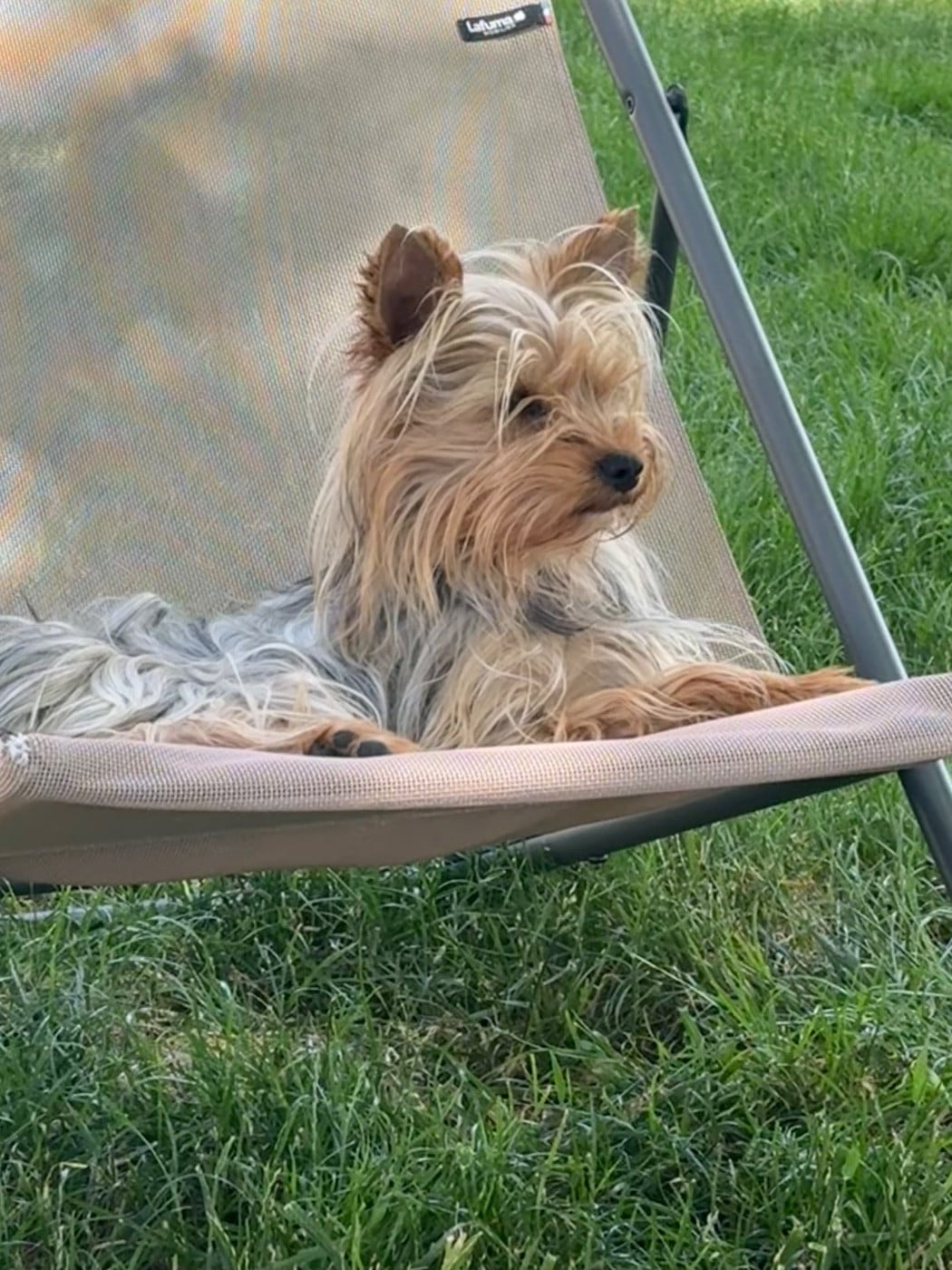 Les Yorkshire Terrier de l'affixe   Du Domaine De Lallybrock