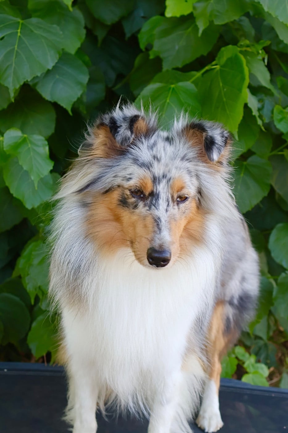 Les Shetland Sheepdog de l'affixe   Kyubi Sheperds