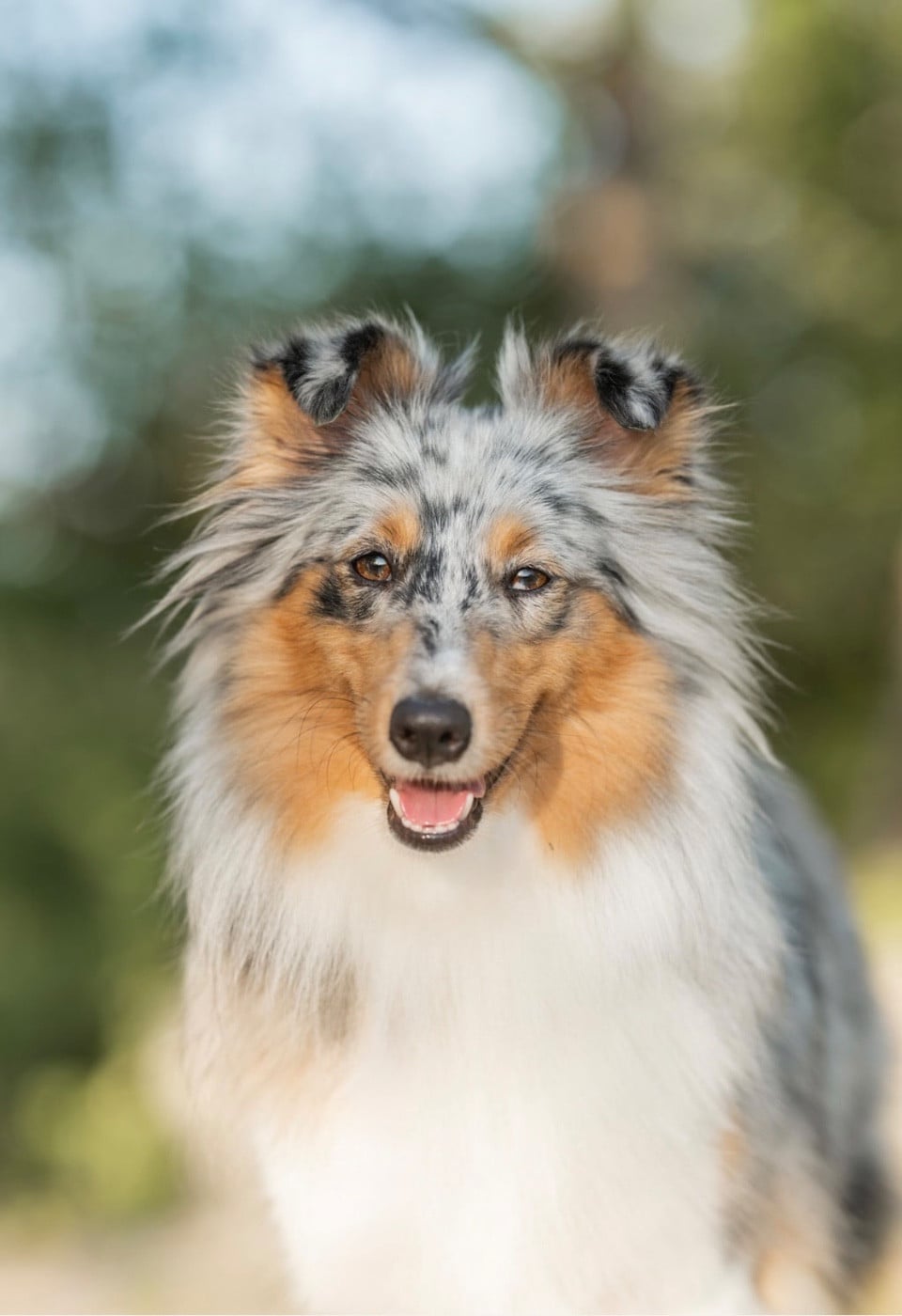Les Shetland Sheepdog de l'affixe   Kyubi Sheperds