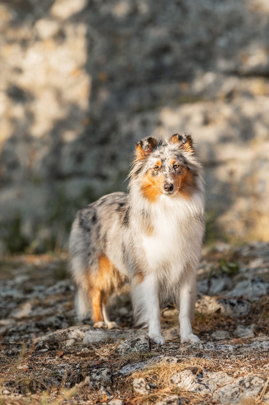 Les Shetland Sheepdog de l'affixe   Kyubi Sheperds