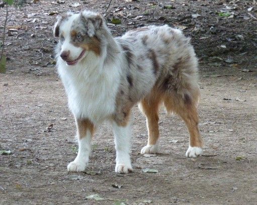 Mini's Red Mountain Very class kanda