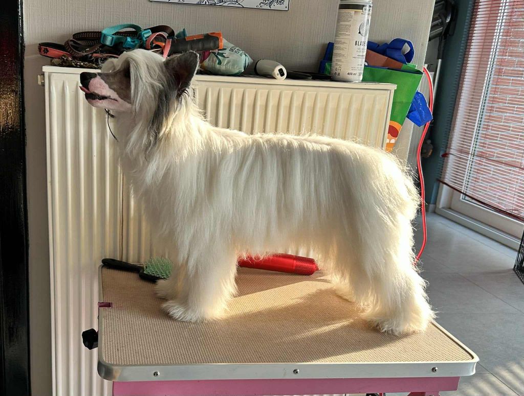 Les Chien chinois à crête de l'affixe   Moonfriend