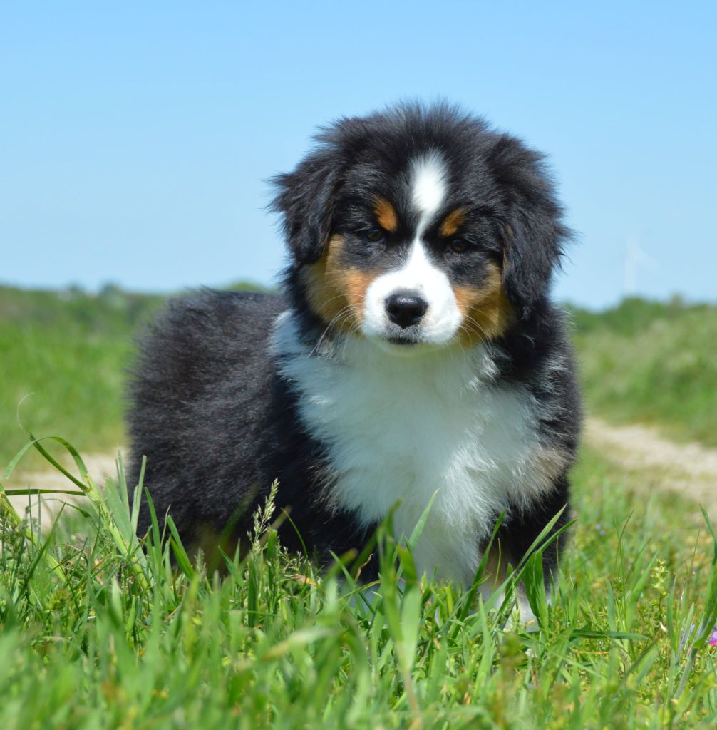 Again and again (robbin) du domaine de Keops