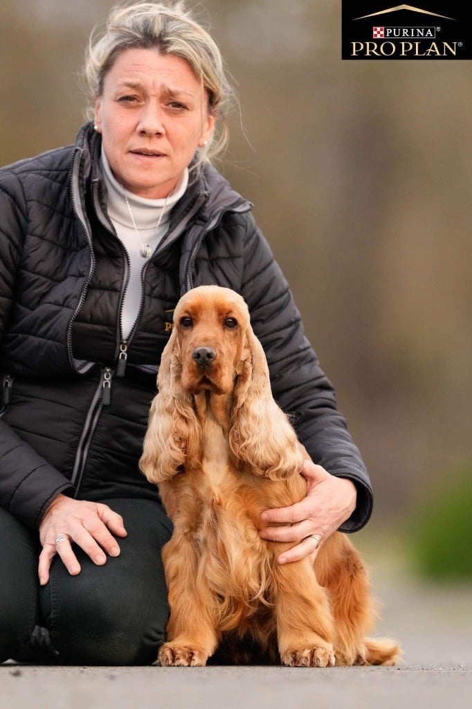 Les Cocker Spaniel Anglais de l'affixe   de l'Orme à Lieue