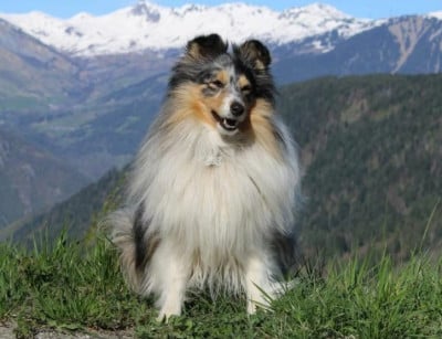 Étalon Shetland Sheepdog - Romance à rome Du Charme Berger