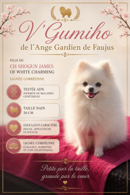 Étalon Spitz allemand - V gumilho de l'ange Gardien de Faujus