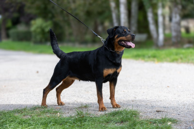 Étalon Rottweiler - Eika vom hause neska