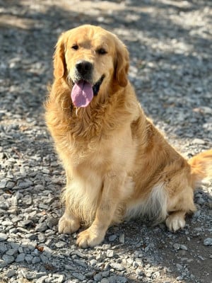 Étalon Golden Retriever - Raîhiti Elixir d'Aydoilles
