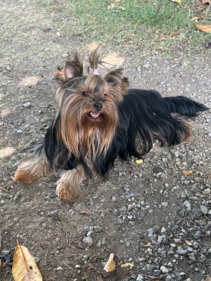 Étalon Yorkshire Terrier - Valda Du Val De Clavernau