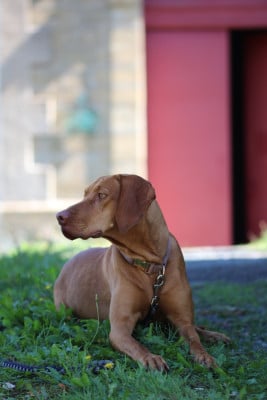 Étalon Braque hongrois à poil court (Vizsla) - Vaillante (Sans Affixe)