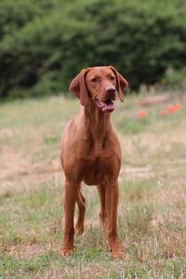 Étalon Braque hongrois à poil court (Vizsla) - Voltige Des Clairières Brunes