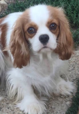 Étalon Cavalier King Charles Spaniel - Valkyrie dite vinie (Sans Affixe)