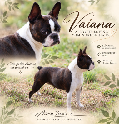 Étalon Boston Terrier - VaÏana all your loving vom norden haus