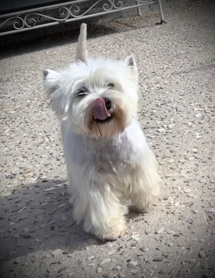 Étalon West Highland White Terrier - Uthess De La Douce Source