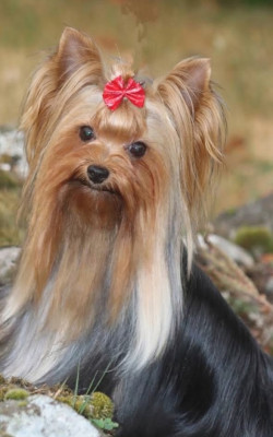 Étalon Yorkshire Terrier - Victoire des Bruyères de Line