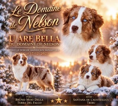 Étalon Berger Américain Miniature  - U are bella du domaine de nelson