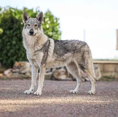 Étalon Chien-loup tchecoslovaque - The Ending Of Hell Wolves Valley of stars aniu