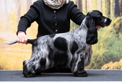 Étalon Cocker Spaniel Anglais - CH. Royal's Friend ECS Amazing Hannibal