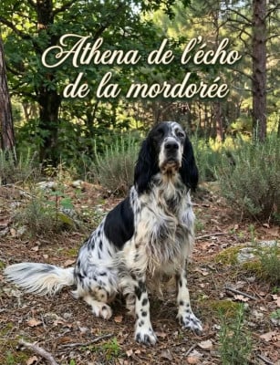 Étalon Setter Anglais - Athena de l'écho de la Mordorée