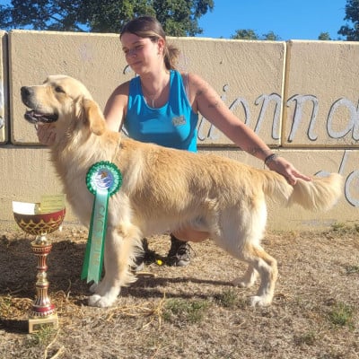 Étalon Golden Retriever - Akuna matata Des Puppys Goldens Love