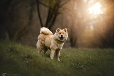 Étalon Eurasier - Pergolette Des Loups De Niflheim