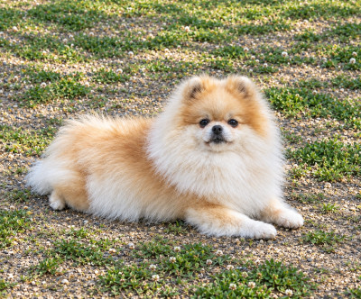 Étalon Spitz allemand - veles starlight Shic of life (ruby)