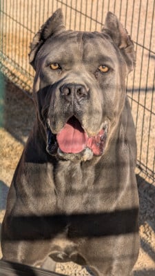 Étalon Cane Corso - Fargos corso di munteanu